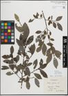 Foto von Salix myrsinifolia Salisb.